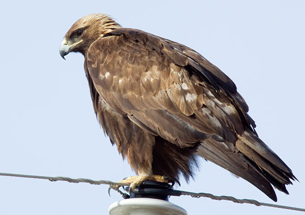 Golden Eagle Aquila chrysaetos 