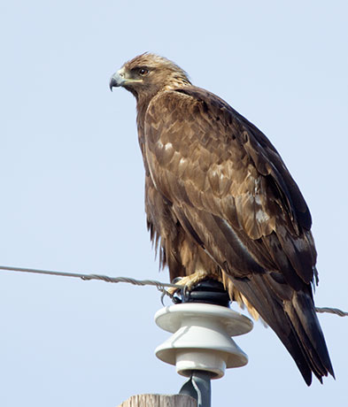 Golden Eagle Aquila chrysaetos 