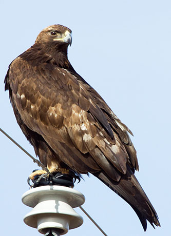 Golden Eagle Aquila chrysaetos 
