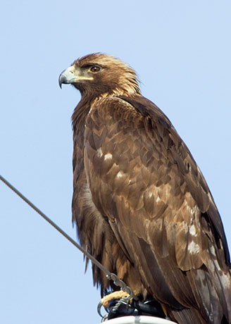 Golden Eagle Aquila chrysaetos 