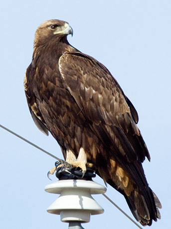 Golden Eagle Aquila chrysaetos 