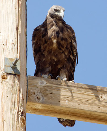 Golden Eagle Aquila chrysaetos 