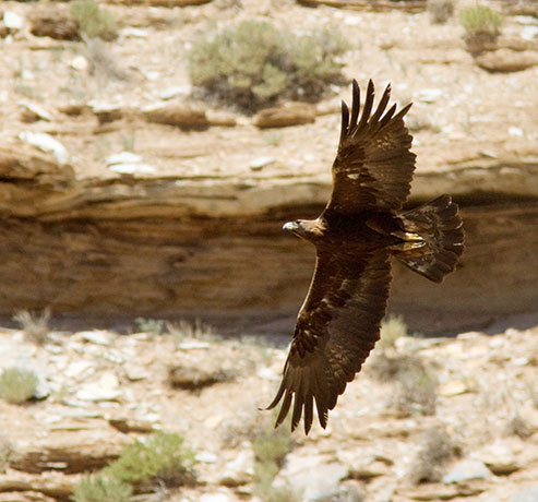 Golden Eagle Aquila chrysaetos 