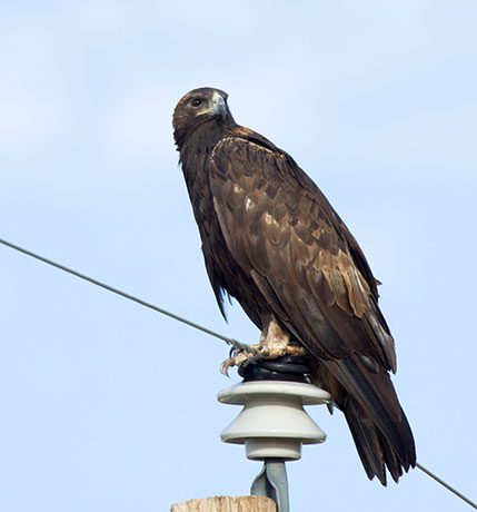 Golden Eagle Aquila chrysaetos 