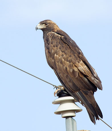 Golden Eagle Aquila chrysaetos 