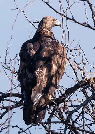 Golden Eagle Aquila chrysaetos 