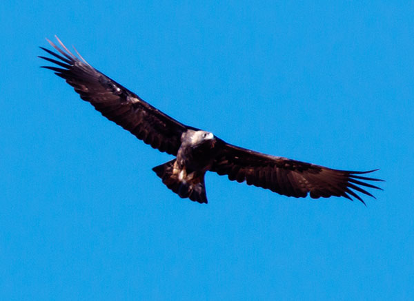 Golden Eagle Aquila chrysaetos 