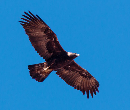 Golden Eagle Aquila chrysaetos 