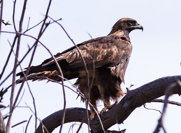 Golden Eagle Aquila chrysaetos 