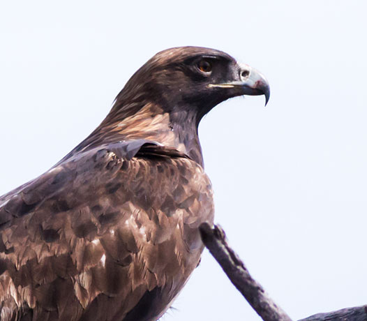 Golden Eagle Aquila chrysaetos 