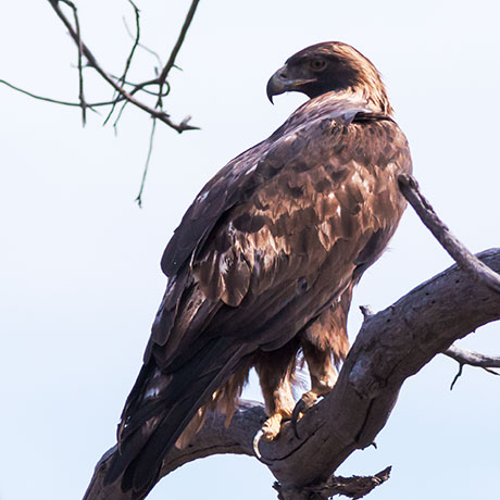 Golden Eagle Aquila chrysaetos 