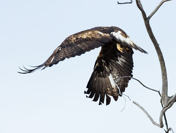 Golden Eagle Aquila chrysaetos 