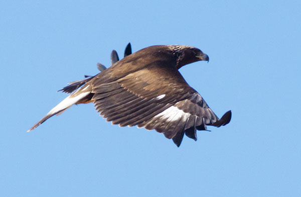 Golden Eagle Aquila chrysaetos 