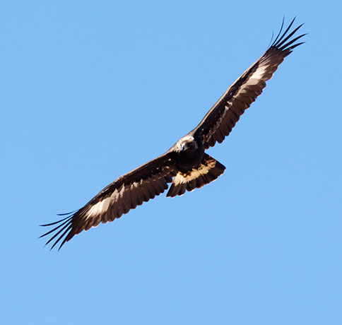 Golden Eagle Aquila chrysaetos 