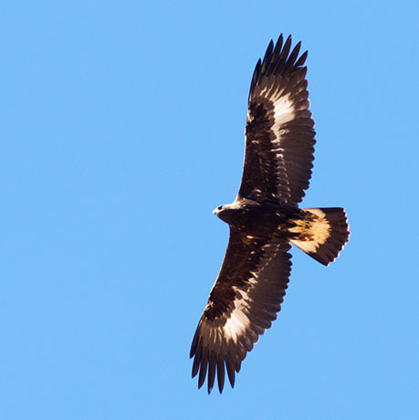 Golden Eagle Aquila chrysaetos 