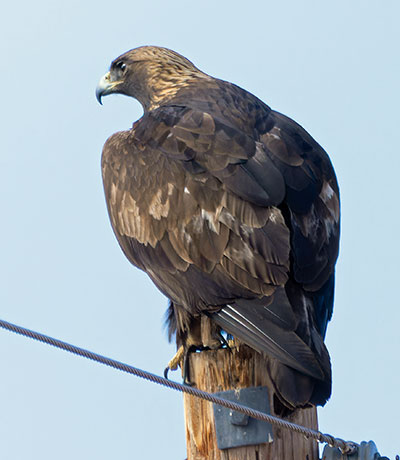 Golden Eagle Aquila chrysaetos 