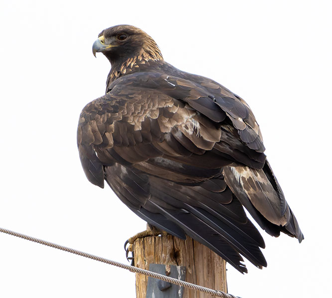 Golden Eagle Aquila chrysaetos 