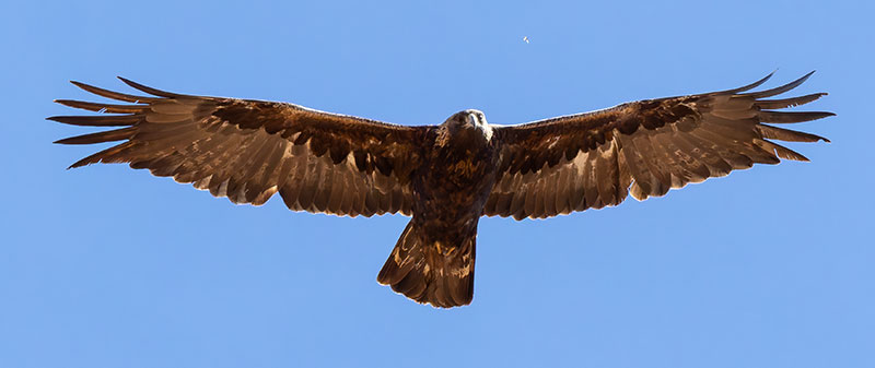 Golden Eagle Aquila chrysaetos 