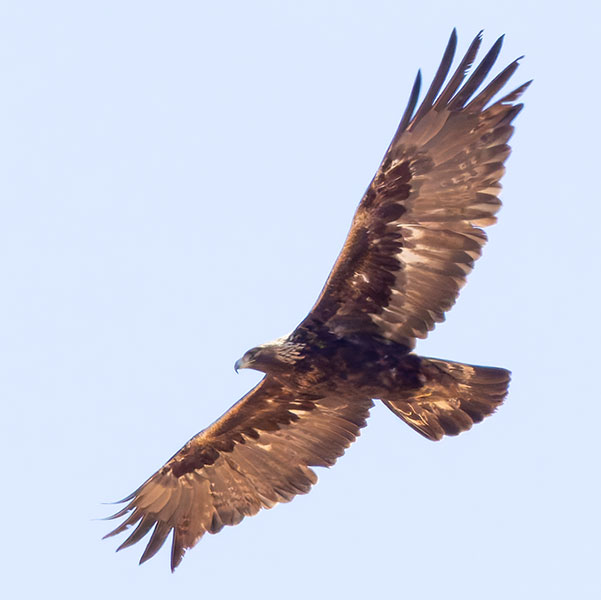 Golden Eagle Aquila chrysaetos 