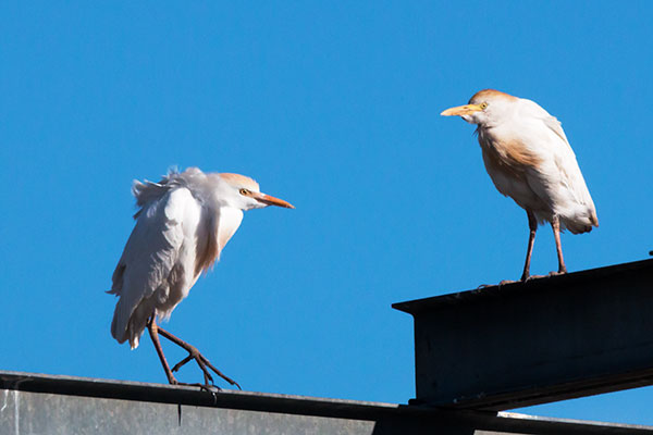 Cattle Egret Bubulcus ibis 