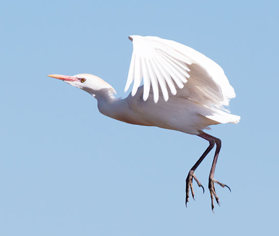 Cattle Egret Bubulcus ibis 