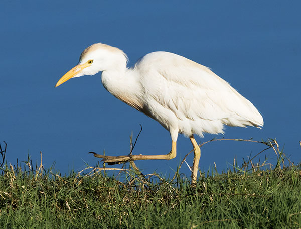 Cattle Egret Bubulcus ibis 