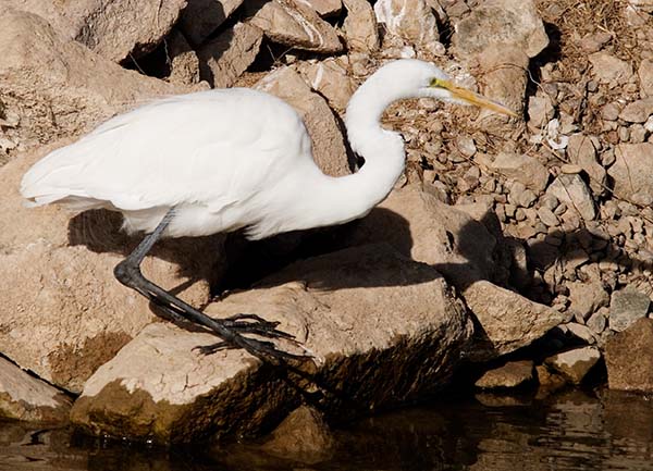 Great Egret (Common Egret) Ardea alba