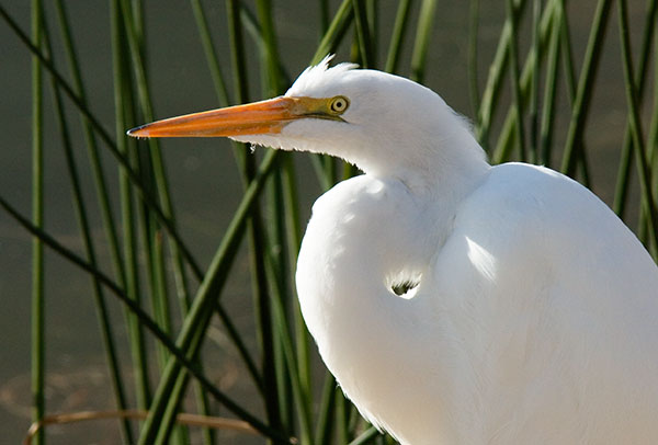 Great Egret (Common Egret) Ardea alba