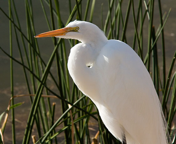 Great Egret (Common Egret) Ardea alba
