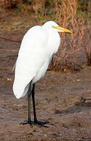 Great Egret (Common Egret) Ardea alba