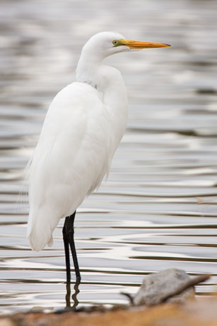 Great Egret (Common Egret) Ardea alba