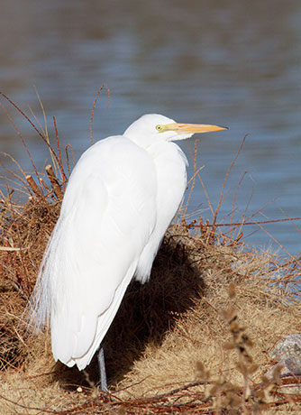 Great Egret (Common Egret) Ardea alba