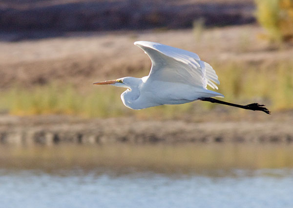 Great Egret (Common Egret) Ardea alba