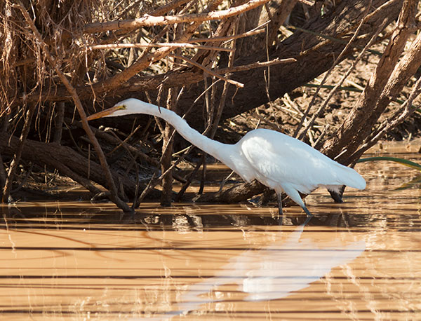 Great Egret (Common Egret) Ardea alba