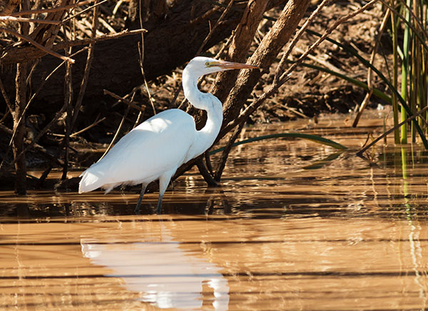 Great Egret (Common Egret) Ardea alba