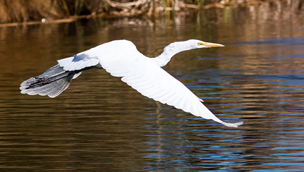 Great Egret (Common Egret) Ardea alba