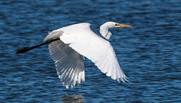 Great Egret (Common Egret) Ardea alba