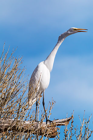 Great Egret (Common Egret) Ardea alba