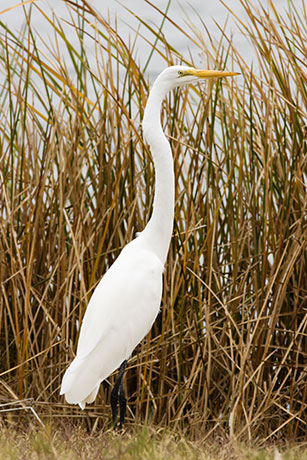 Great Egret (Common Egret) Ardea alba
