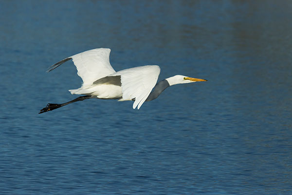 Great Egret (Common Egret) Ardea alba