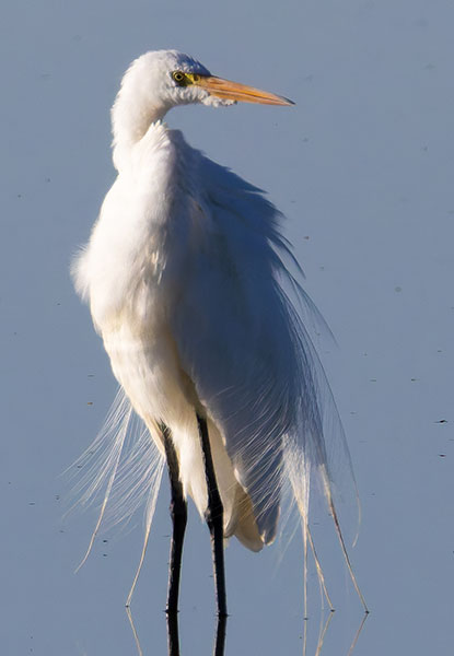 Great Egret (Common Egret) Ardea alba