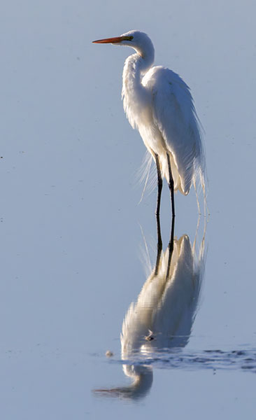 Great Egret (Common Egret) Ardea alba