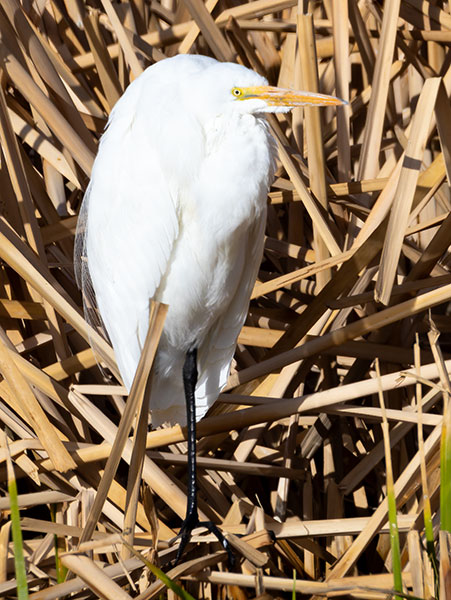 Great Egret (Common Egret) Ardea alba