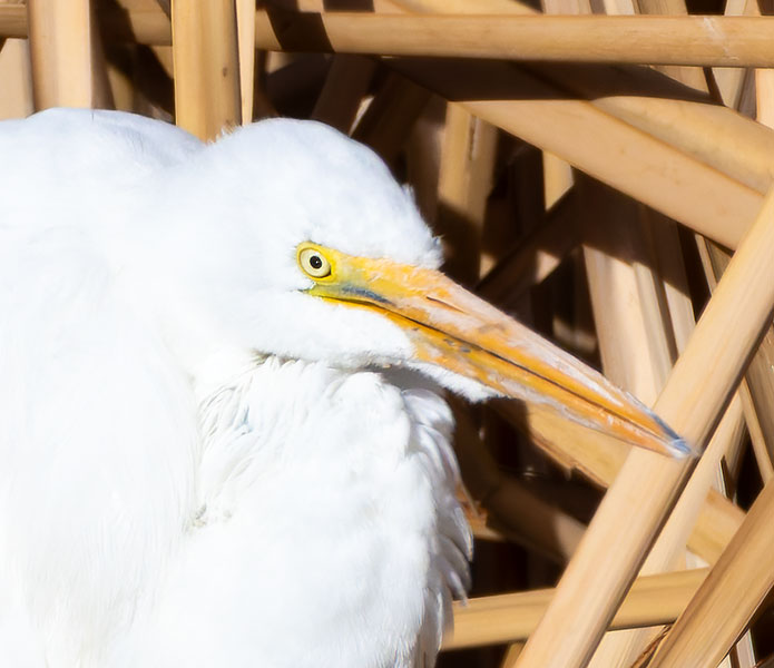 Great Egret (Common Egret) Ardea alba