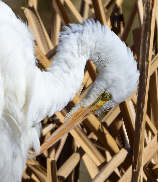 Great Egret (Common Egret) Ardea alba
