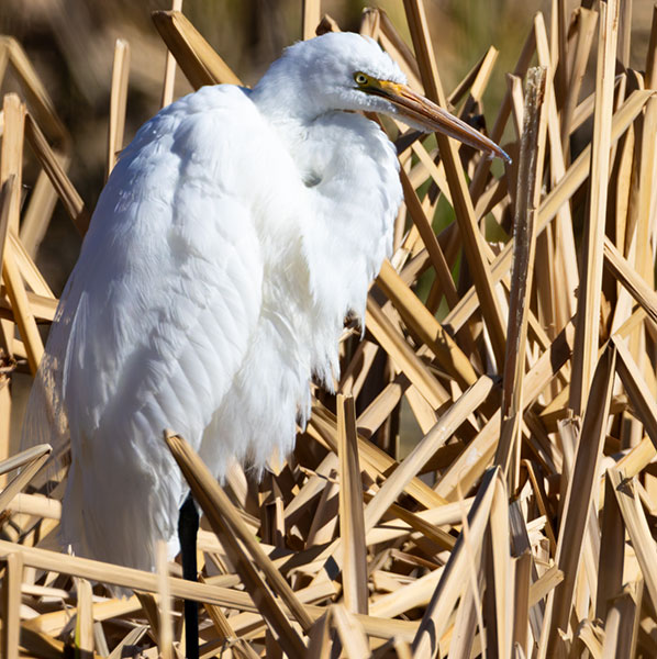 Great Egret (Common Egret) Ardea alba