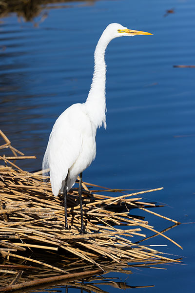 Great Egret (Common Egret) Ardea alba