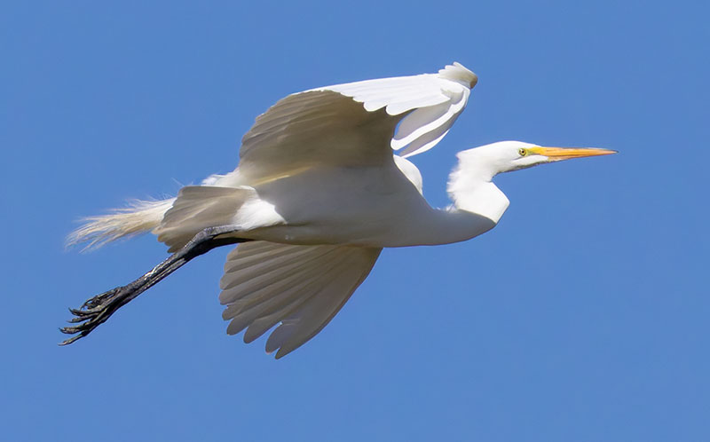 Great Egret (Common Egret) Ardea alba
