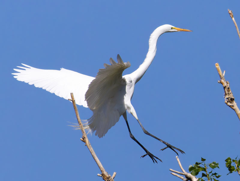 Great Egret (Common Egret) Ardea alba