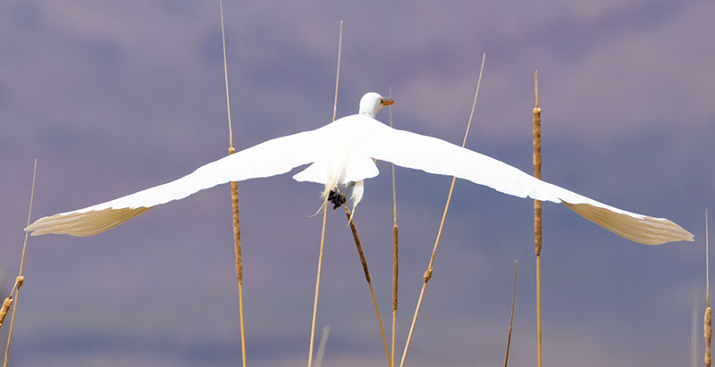 Great Egret (Common Egret) Ardea alba